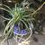 Cute ceramic frog planter full of healthy spider plant 2 thumbnail