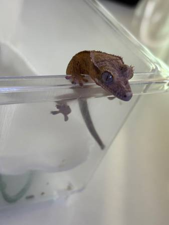 Juvenile crested geckos for rehome (Bastrop)63866871671809122