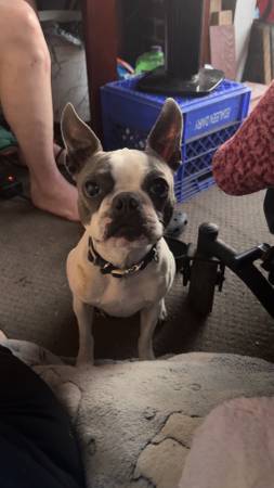 3 year old male Boston terrier63853558149121121