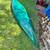 WILDERNESS SYSTEMS PUNGO KAYAK.12ft,PADDLE, SAIL, STEERING RUDDER 2 thumbnail