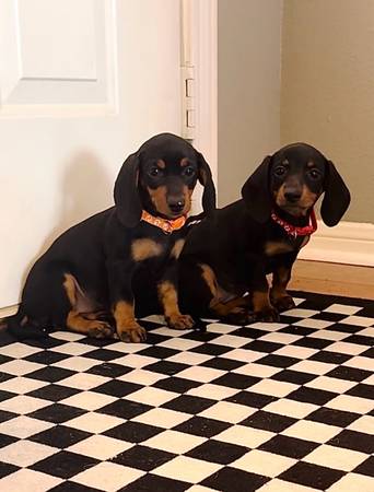 Miniature Dachshund 1