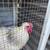 Free Rooster 1 thumbnail