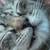 Sweet bengal mix kitten 7 thumbnail