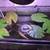 Live Aquarium Plants 2 thumbnail