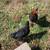 Chickens/ hens 2 thumbnail