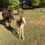Spanish mustang foal 4 thumbnail