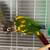 Beautiful Parrot Pair - Hybrid Sun Conure & Green Cheek + Pineapple Green Cheek 3 thumbnail