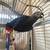 African Grey parrot adult, wild not tamed, about 20 years old 2 thumbnail