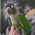 Green Cheek conure 7 thumbnail