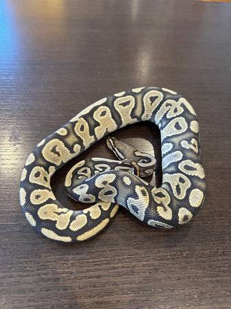 Ball Python, Male Hypo 50% Het Piebald 1