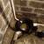 Professional and affordable basement waterproofing & Egress windows!! 8 thumbnail