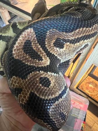 Ball Python (port charlotte)63977622917506120
