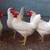 Leghorn Laying Hens (laying now) 1 thumbnail