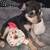 Lil holidays pups 1 thumbnail
