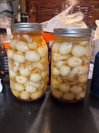 Pickled quail eggs 1
