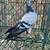 High Flying Tippler Pigeons - $15 (Kingsville) 22 thumbnail