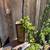 Dwarf Jade Cascade Bonsai 3 thumbnail