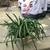Large flowering cymbidium orchid plant in a nice glazed pot 1 thumbnail