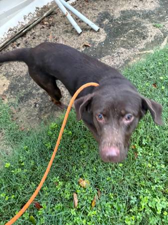 Rehoming lab mix (Westminster)63924992112259120