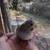 Cute tame parakeets 9 thumbnail