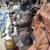 GIANT CEMENT BEAR STATUES $240-$350 EACH JURUPA VALLEY 5 thumbnail
