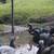 Ducks in need of a new home 3 thumbnail