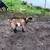 Kinder X Nubian goats 2 thumbnail
