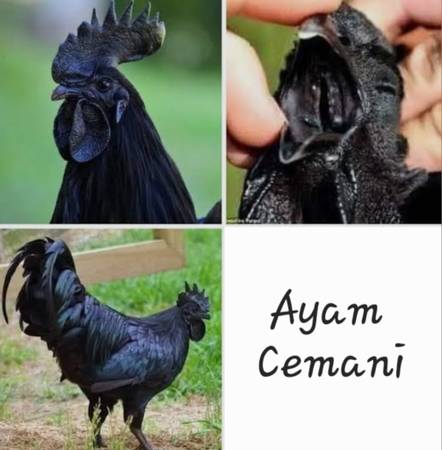Ayam Cemani 1