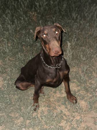 Dobermans (Tulare)63873027932289120