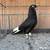 Roller pigeons 6 thumbnail