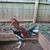 Game chickens Game roosters Gamefowl. 4 thumbnail
