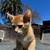 3 orange kitties needs a home 4 thumbnail