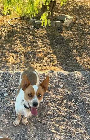 Cowboy Corgi 2.5 yrs old 1