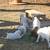Great pyrenese 3 thumbnail