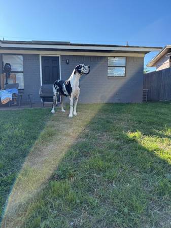 Great dane 1