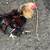 Chicken 3 thumbnail