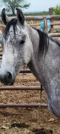 4 yr stud colt 1