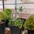 One agave, 4 succulents and one cactus 6 thumbnail