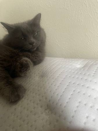 Gato gris desaparecido63753485579137124