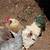 Pet chickens 17 thumbnail