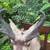 Vintage taxidermy Pronghorn Antelope shoulder mount by a local artist 6 thumbnail