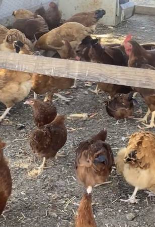 Chickens 1