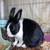 Rehoming pet rabbits 2 thumbnail