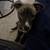 Shepard mix looking for good home! 2 thumbnail