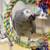 ISO: African Grey, Amazon, or Caique Parrot 1 thumbnail