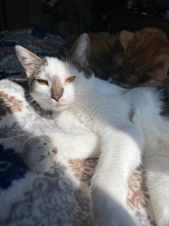 Cuddly Cat Needing Rehomed (Westlake)63871911478915122