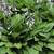 Free phlox, raspberries (red/black), mint, hosta, perennials 4 thumbnail