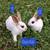 Mini Rex 1 thumbnail