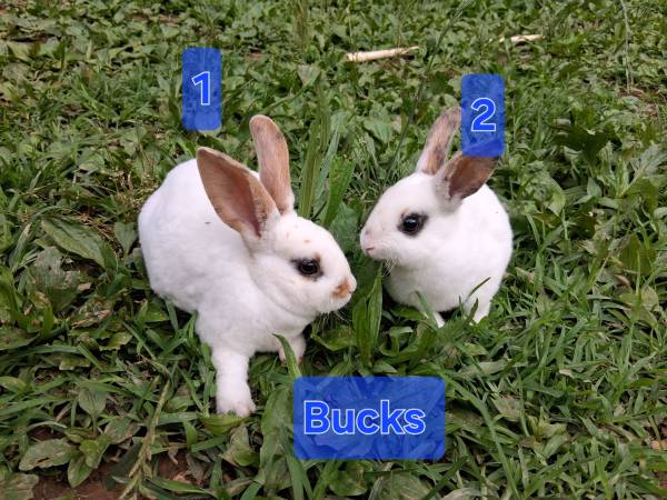 Mini Rex 1