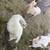 Nigerian dwarf bucklings 6 thumbnail